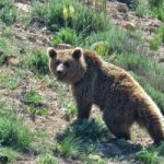 ثبت همزمان تصویر چهار قلاده خرس قهوه‌ای در اشترانکوه