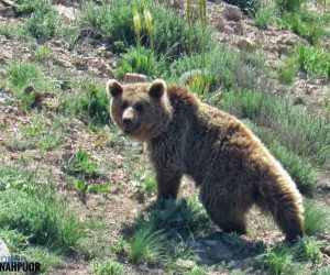 مشاهده سومین خرس قهوه‌ای، طی سال جاری در لرستان